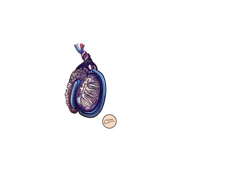 Image result for Cremasteric Reflex Function