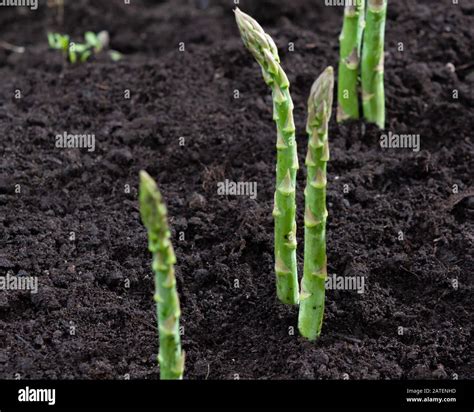 New harvest of green asparagus vegetable in spring season, green asparagus growing up from the ...