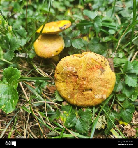 Chicken Fat Mushroom (Suillus americanus Stock Photo - Alamy