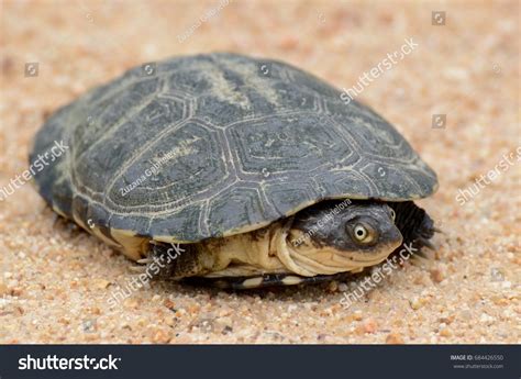 African Sideneck Turtle