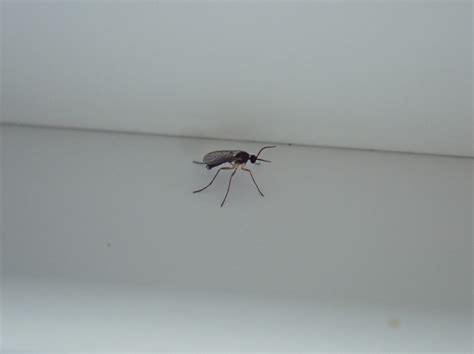 Watch For Fungus Gnats In The House And Take Action If Found News