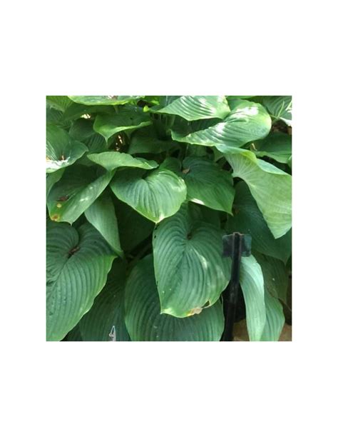 Hosta géant Empress Wu