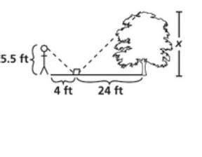 Natasha places a mirror on the ground 24 ft from the tree. She walks ...