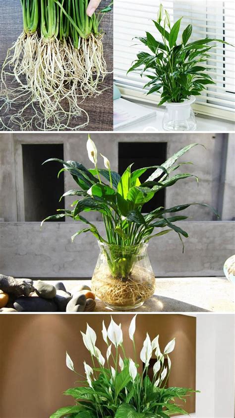 How to grow peace lily in water cleaning the air of the room – Artofit