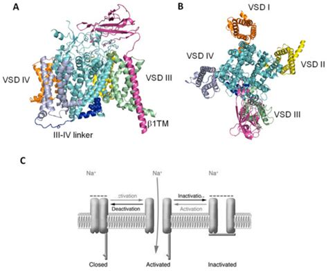 Blockers of Skeletal Muscle Nav1.4 Channels: From Therapy of Myotonic ...