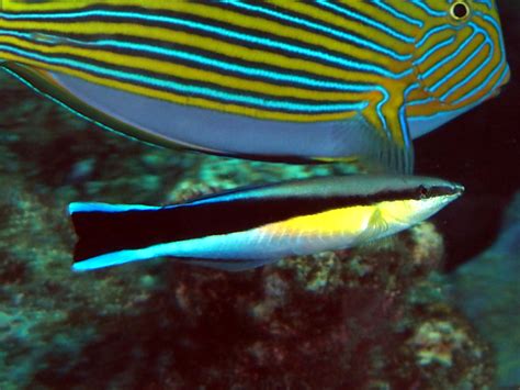Bluestreak Cleaner Wrasse - Labroides dimidiatus - Great Barrier Reef ...