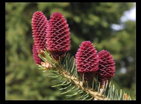 Open seed are present in - Brainly.in