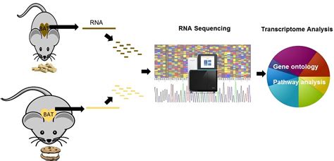 Global Transcriptome Analysis of Brown Adipose Tissue of Diet-Induced ...