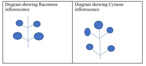 NCERT Solutions for Class 11 Biology chapter 5 Morphology of Flowering ...