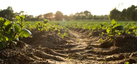 Garden Soil Testing: A Guide To Soil Analysis For Home Gardeners