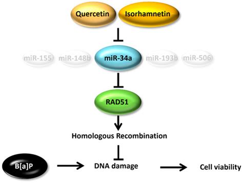 Quercetin and Isorhamnetin Reduce Benzo[a]pyrene-Induced Genotoxicity ...