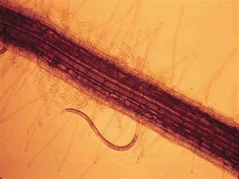 Nematode pptx