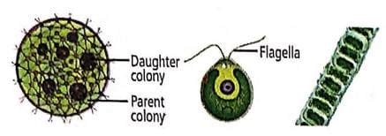 Algae (NCERT) Free MCQ Practice Test with Solutions - NEET