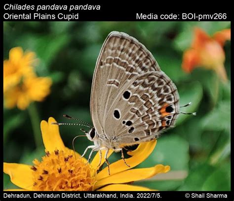 Chilades pandava pandava | Butterfly