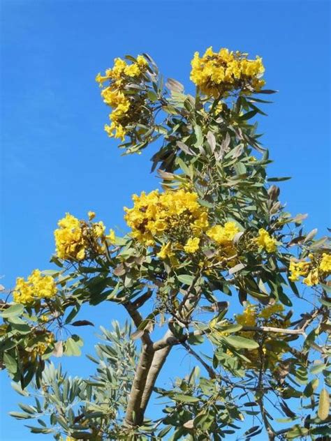 Tabebuia Argentea - Avenue Trees– Exotic Flora
