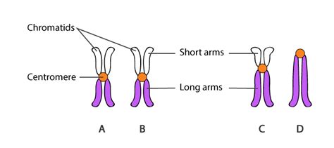 Centromeres - Structure, Functions and Types of Centromeres