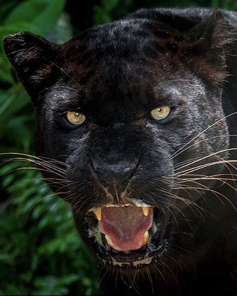Pin by Fierce spirit on Spirit guides | Black jaguar, Big cats, Melanistic