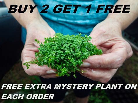 Buy Dwarf Baby Tears bundle Hemianthus Callitrichoides Cuba carpet ...