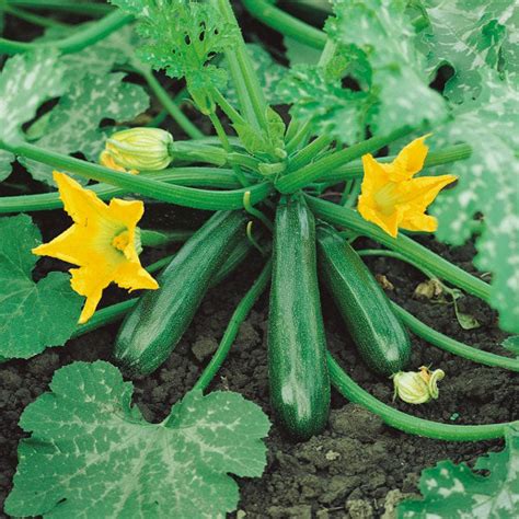 Zucchini " Early Gem " Exotic 10 Vegetable Seeds – Floral Treasure