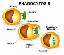 phagocyte 的图像结果