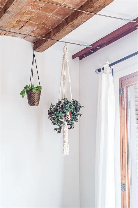 How To Hang Plants From Your Ceiling in Less than 20 Minutes ...