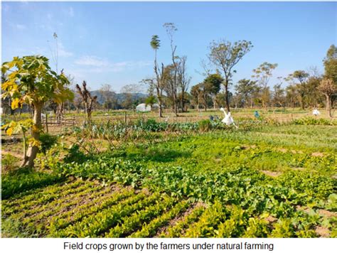 Dr YS Parmar University of Horticulture & Forestry