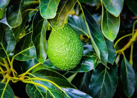 Image result for Planting Avocado Tree