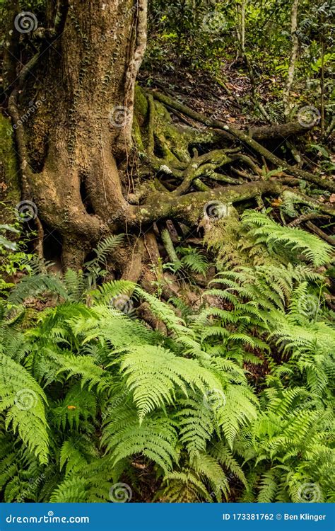 Image result for Tree Pictures Entangled