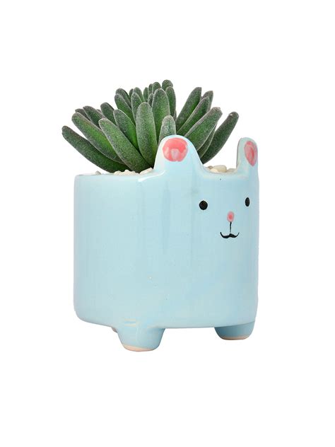 Petite Greens with Cute Cartoon Planter – Aapno Rajasthan