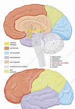 Image result for cortical areas 高一级皮层区