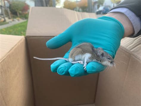 Hamilton Wildlife Control: Can Mice Have Rabies?