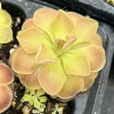 Pinguicula 'Weser' - Butterwort Carnivorous Plant (2" Pot) | Little ...