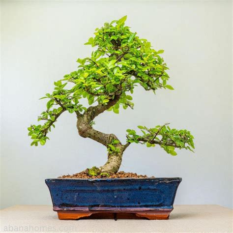 Chinese Elm Bonsai Tree 9 Years 30 cm in Blue Bonsai Pot - Abana Homes