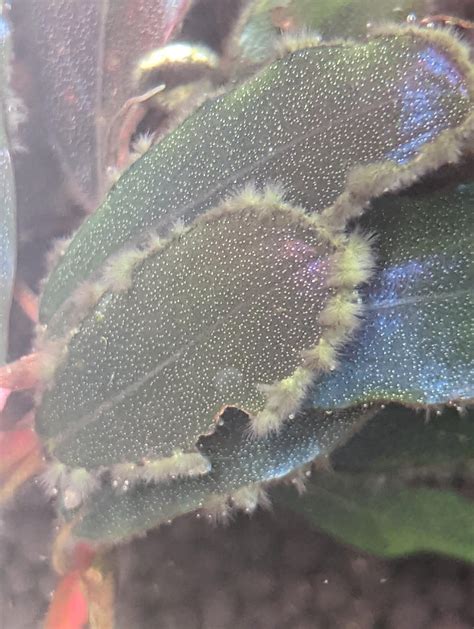 What is this green/string like algae and how can I get rid of it ...