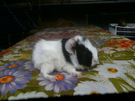 meer schweinböckchen abzugeben in hannover | Tiere | Kleinanzeigen