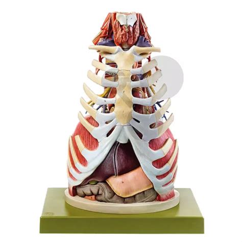 Anatomie des Brustkorbes SOMSO®-Modell | CONATEX Lehrmittel