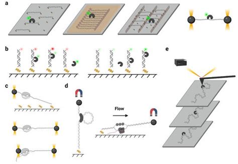 Protein One-Dimensional Sliding | Encyclopedia MDPI