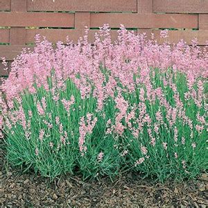 Biosnyg Lavender Rosea Seeds 100 Seeds Seed Price in India - Buy ...