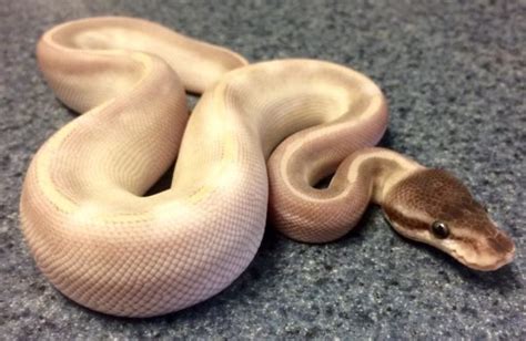 Image result for Purple Ball Python