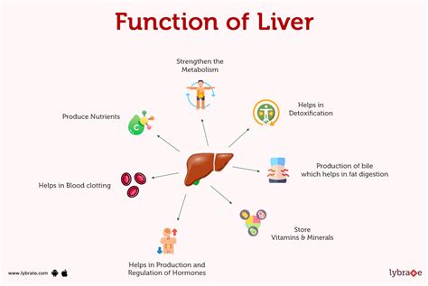 Image result for Liver Organ Function