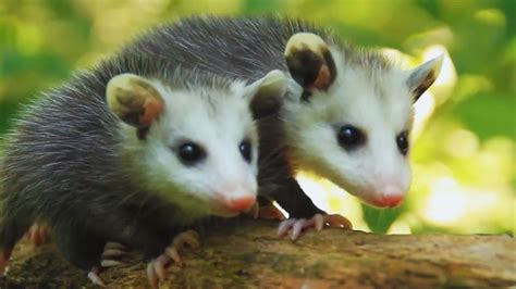 Opossums: These misunderstood marsupials clean up our yards and even ...