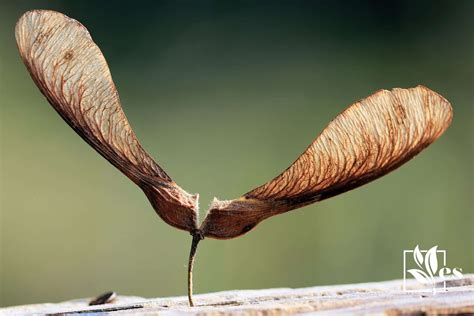 10 Helicopter Seeds That Stand Out From The Pack - Evergreen Seeds