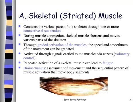 Image result for Muscle Structure and Function