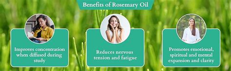 Buy Rey Naturals Pure Rosemary Essential Oil For Hair Growth, Hairfall ...