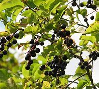 Chokecherry Tree MI 的图像结果
