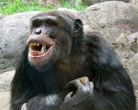 Smile | Encyclopedia MDPI