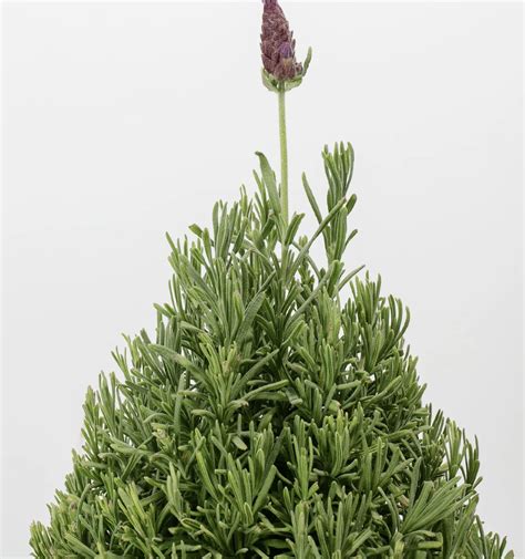 Lavender Sun Requirements: How Much Sun Does Lavender Need?