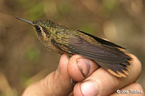 Speckled Hummingbird (inornata) - eBird