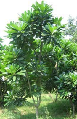 Plumeria Plants,Plumeria Flower Plants,Indoor Plumeria Plant,Plumeria ...