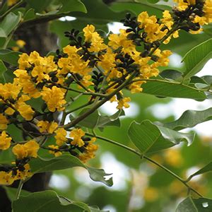 Sheopals Herbal Diabetes Capsules